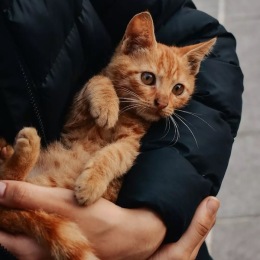 a person holding a cat